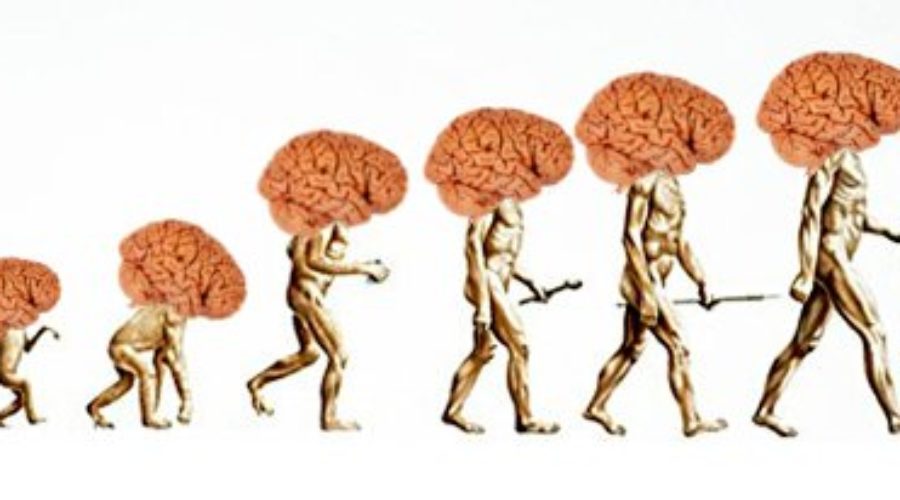 Эволюция размера мозга. Хомо сапиенс объем мозга. Древний мозг человека. Эволюция человеческого мозга. Размер мозга современного человека.
