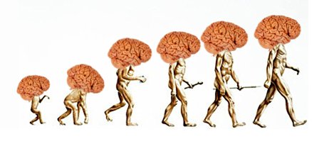 brains-evolution